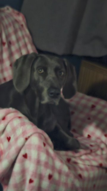 约克郡西公园旅屋酒店-官方