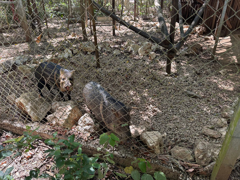 International Animal Rescue Costa Rica-诺萨拉必去景点