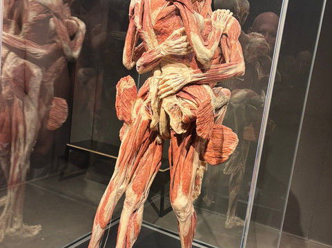 人体世界展览-阿姆斯特丹必去景点