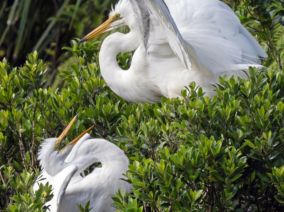 苍鹭保护区-Whataroa必去景点