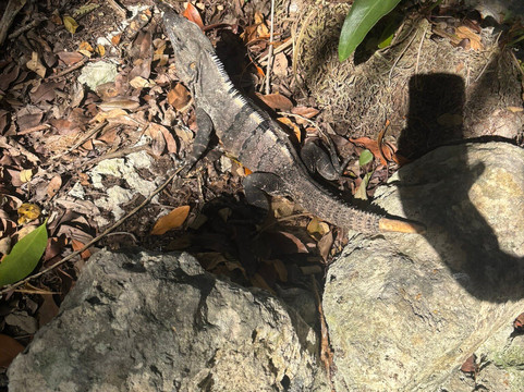 Cenote Azul-尤卡坦半岛必去景点