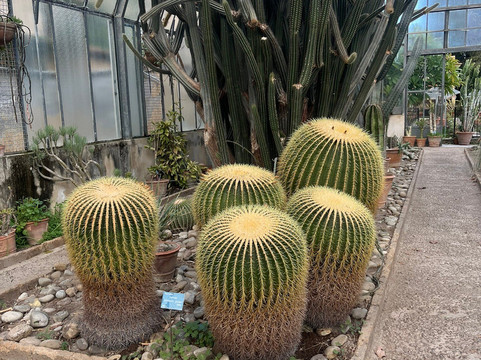 Orto Botanico-巴勒莫必去景点