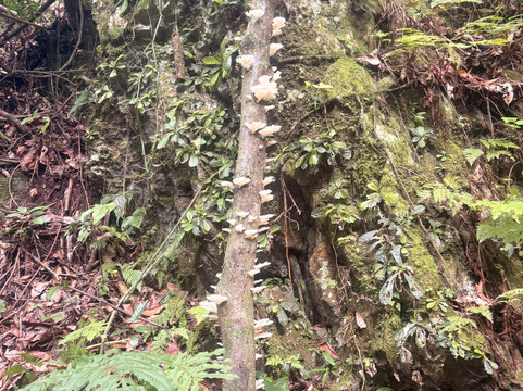 Westside Adventures-San German必去景点