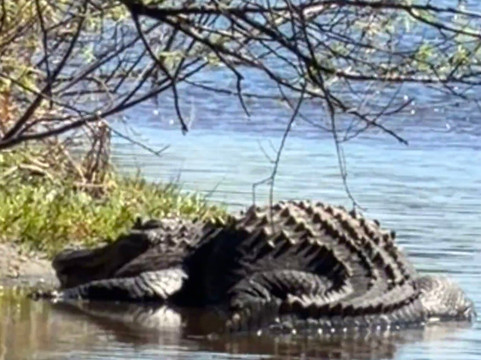 Sleeping Turtles Preserve North-威尼斯必去景点