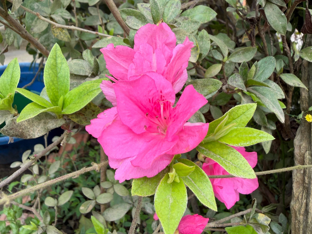 Ha Giang Open Tour- OHC Travel ( Ha Giang & Cao Bang Loop Tour)-Hoan Kiem必去景点