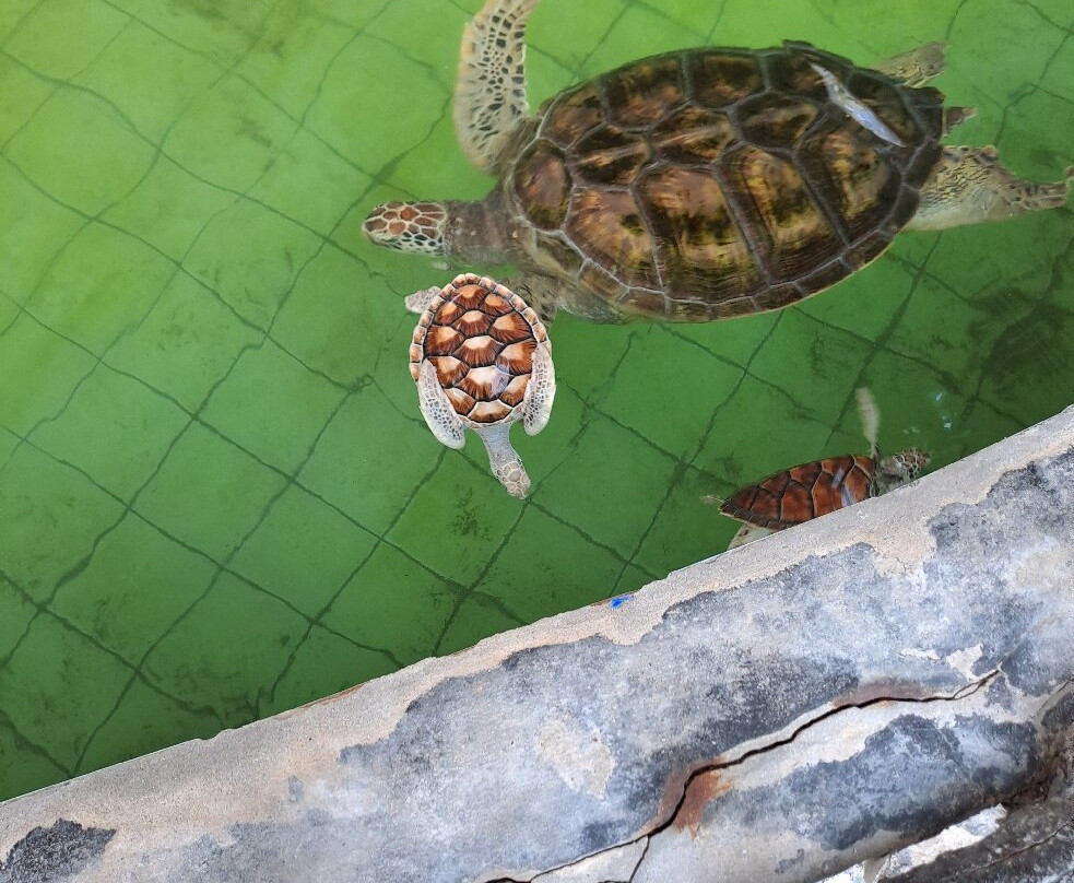 Royal Thai Navy Sea Turtle Conservation Center Phang Nga-Lam Kaen必去景点