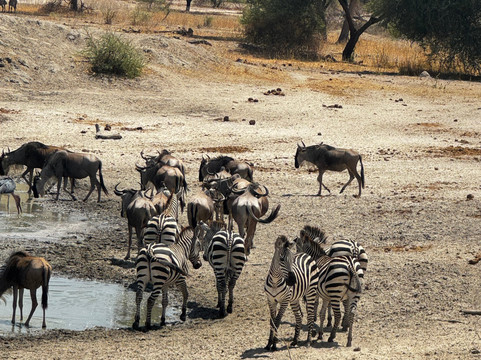 Still Waters Safaris Tanzania-阿鲁沙必去景点