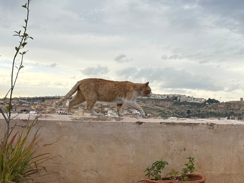 卡拉旺摩洛哥传统庭院住宅主图
