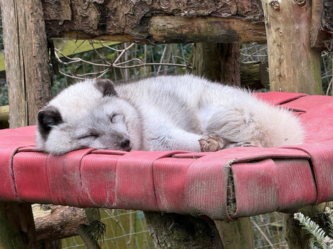 Northumberland Zoo-莫佩思必去景点