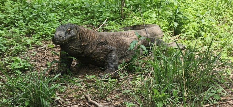 Top Komodo Tours-科莫多必去景点