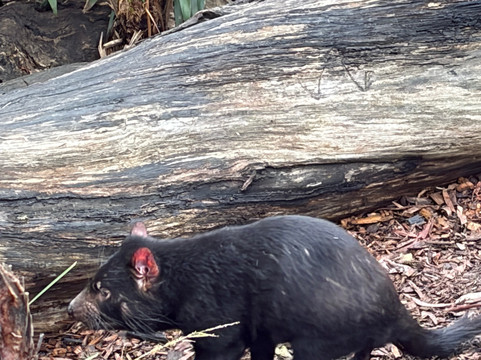 Ballarat Wildlife Park-巴拉瑞特必去景点