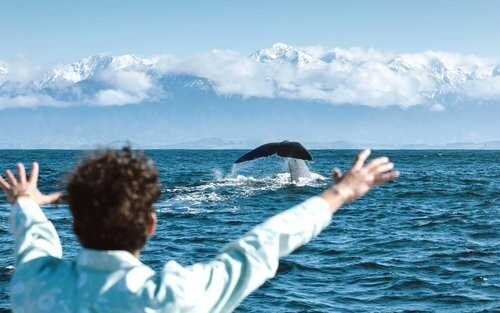 dolphin Lovina tours-罗威那海滩必去景点