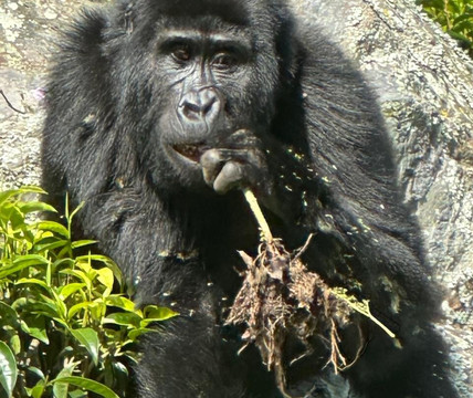 Go Gorilla Trekking-吉佳利必去景点