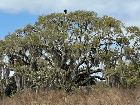 Grape Hammock Airboat & Alligator Tours-莱克威尔士必去景点
