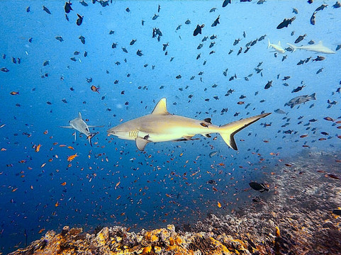 Dune Maldives-胡鲁马累必去景点