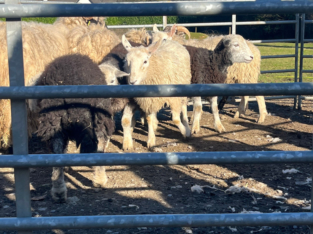 Sheep Smarts-Rathdrum必去景点