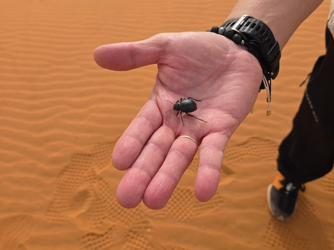 Dalia Tours-梅克内斯必去景点