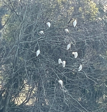 奥杜邦公园-新奥尔良必去景点