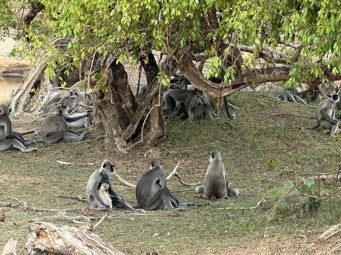 Golden Lanka Tours-卡图纳耶克必去景点