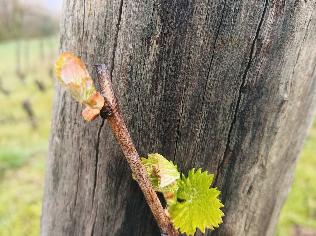 Domaine Trichon-Lhuis必去景点