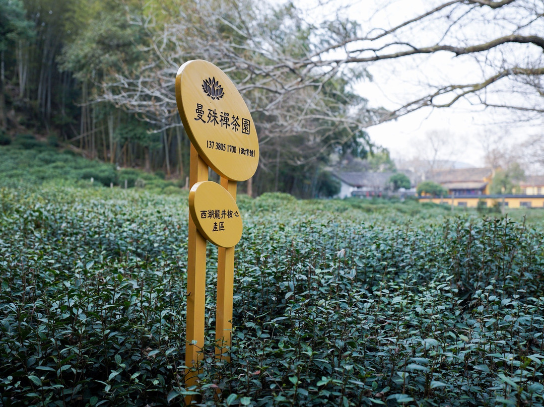 龙井茶田-杭州市必去景点
