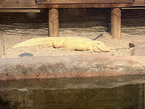 Newport Aquarium-Newport必去景点