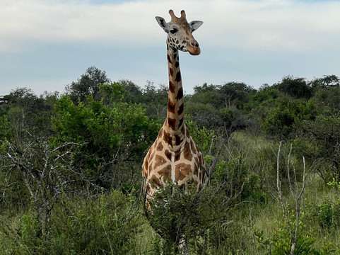 Safari with Edris-坎帕拉必去景点