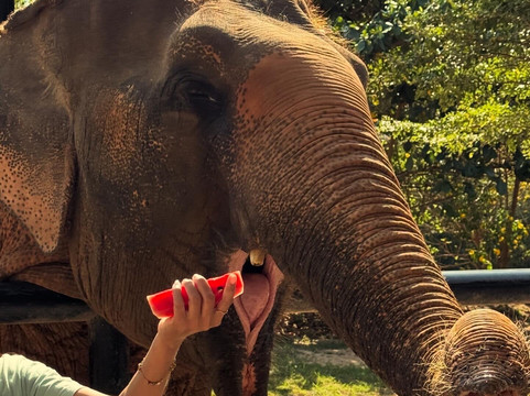 Samui Elephant Sanctuary-波普特必去景点