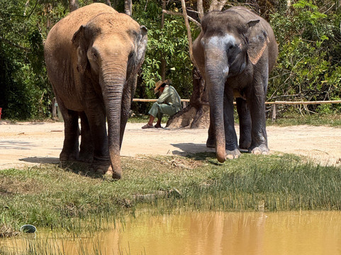 Kulen Elephant Forest-暹粒必去景点