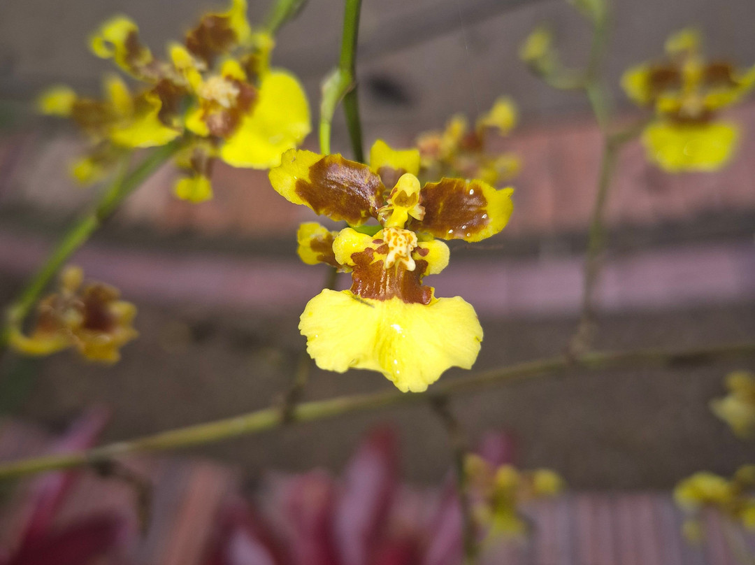 Reserva Natural Orquideas del Tolima-Ibague必去景点