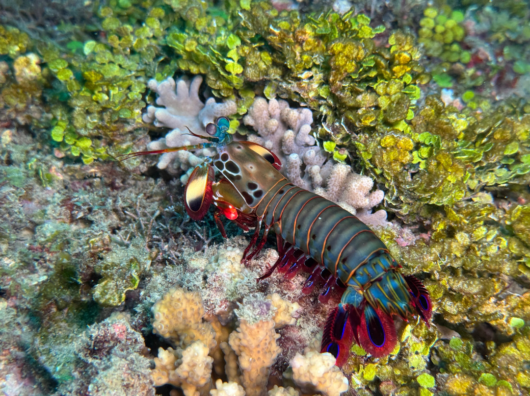 Scuba Duka-迪亚尼必去景点