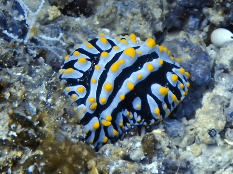 Dive & Sail Ellaidhoo-埃拉胡岛必去景点