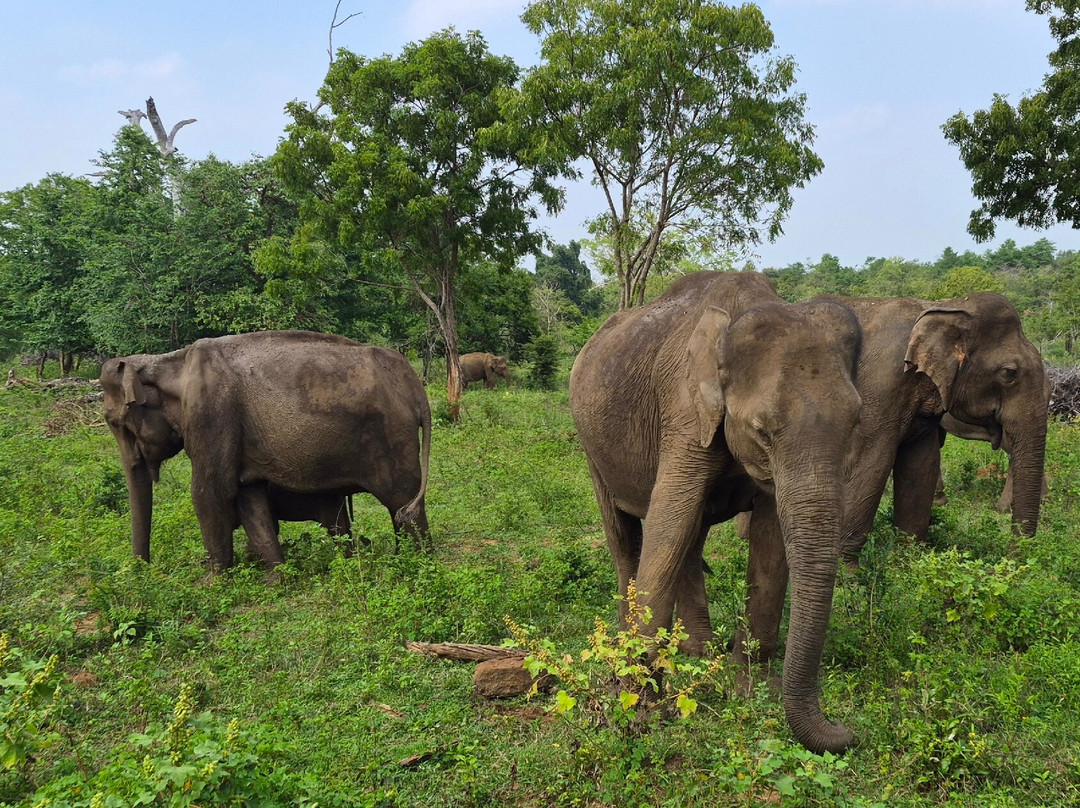 Udawalawe National Park Safari-乌达瓦拉瓦必去景点
