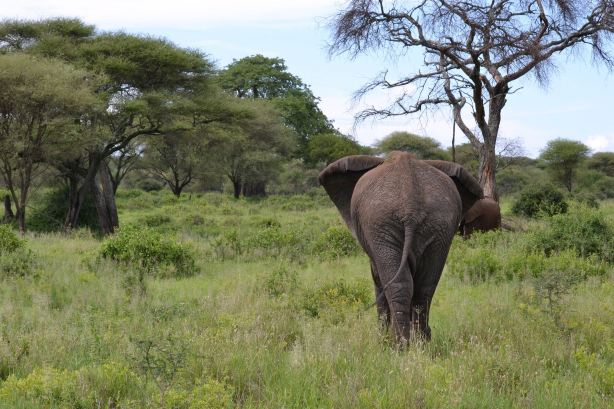 Dashir Lodge & Safaris-官方