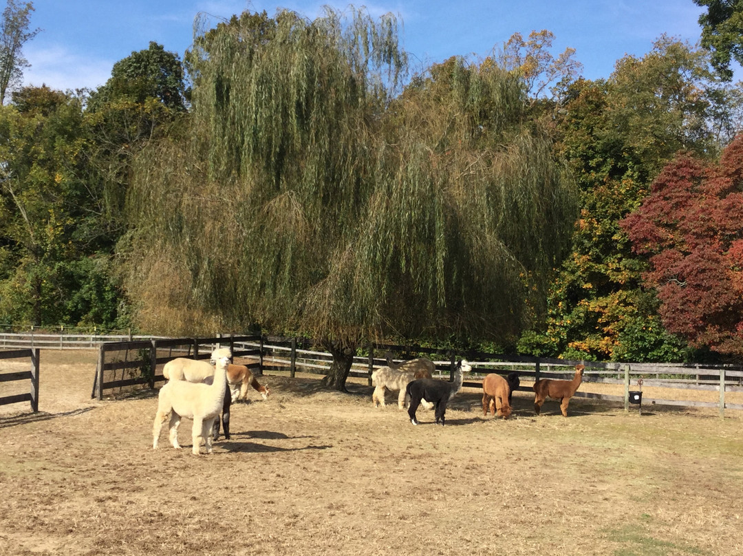 Painted Sky Alpaca Farm LLC-Earleville必去景点