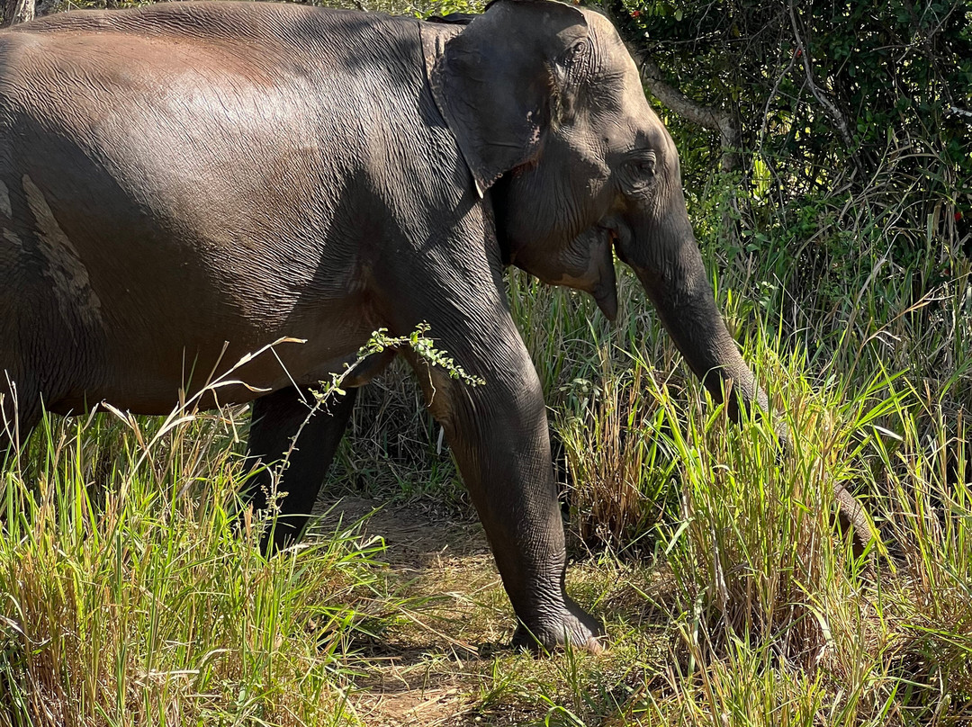 Jeep Safari With Gayan-锡吉里亚必去景点