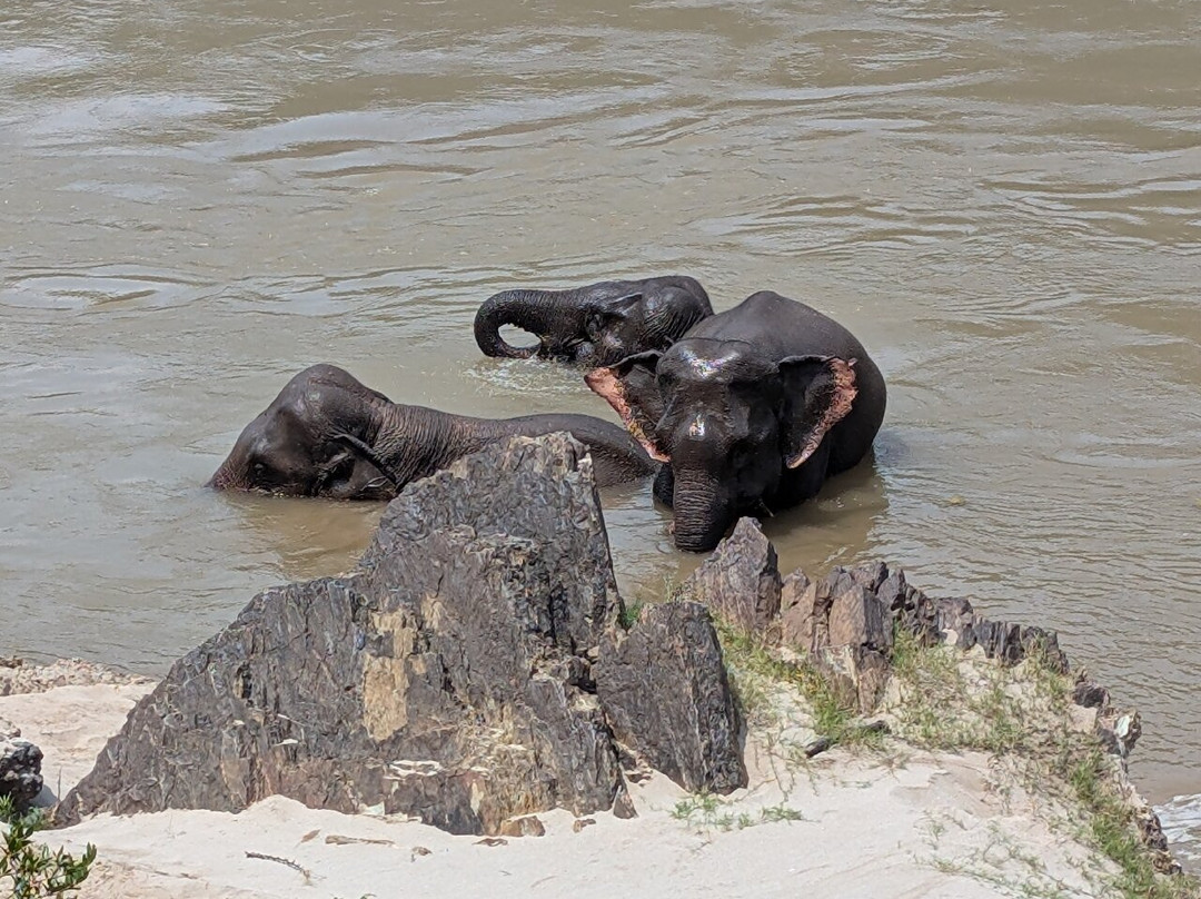 Mekong Elephant Park-北宾必去景点