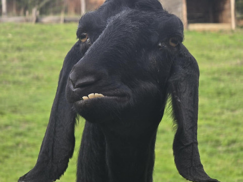 Natural'Parc-Ombrée d'Anjou必去景点