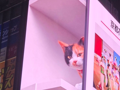 Giant 3d Cat Display Billboard