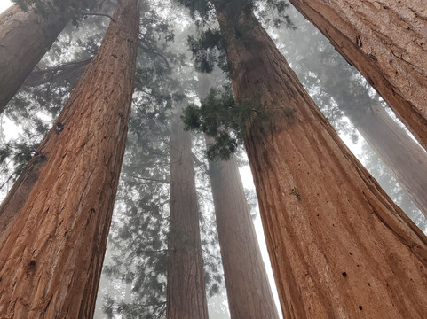 The Parker Group-红杉&国王峡谷国家公园必去景点