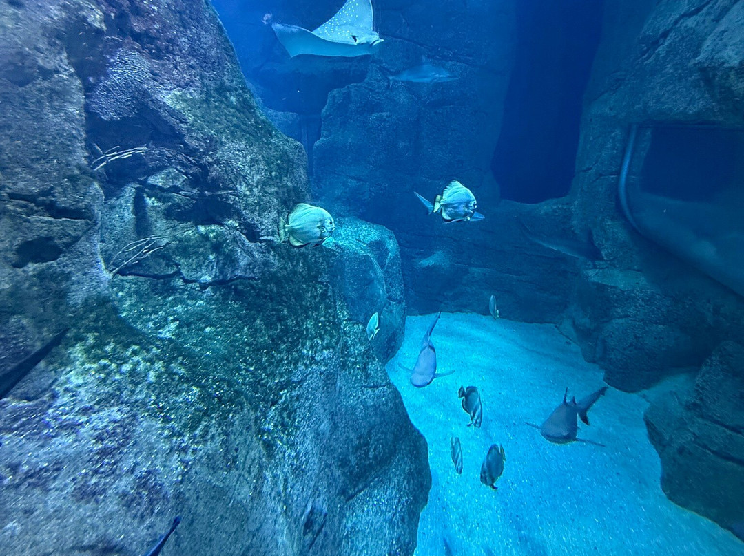 Aquarium de Biarritz-比亚里茨必去景点