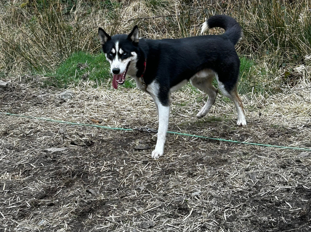Mynydd Sleddog Adventures-Cerrigydrudion必去景点