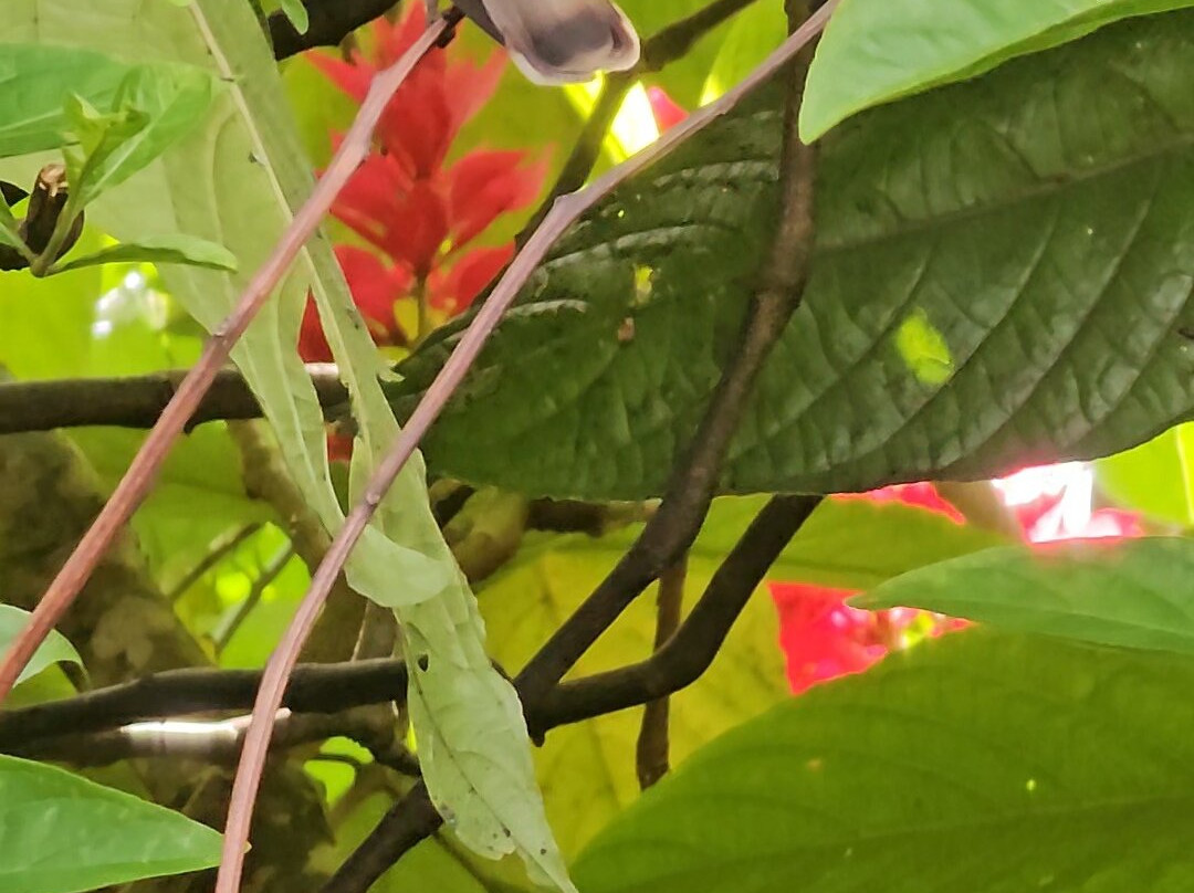 Nathaly Butterfly Garden-明多必去景点