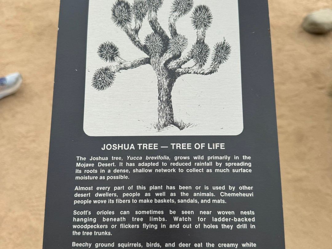 Joshua Tree National Park-约书亚树必去景点