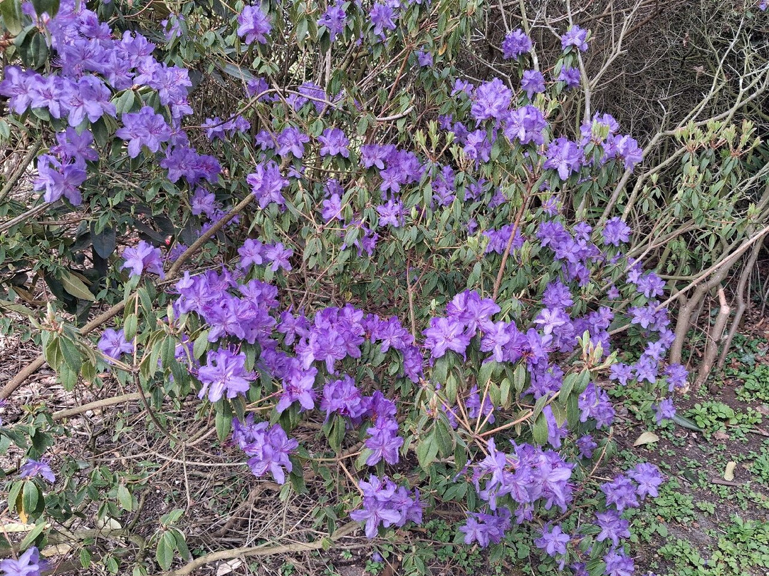 Floralia - Spring Flower Show-古鲁特－北臼阿登必去景点