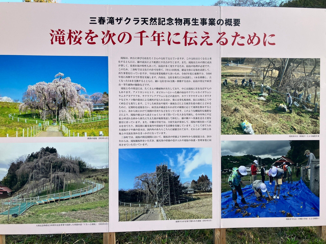 Miharutakizakura-三春町必去景点