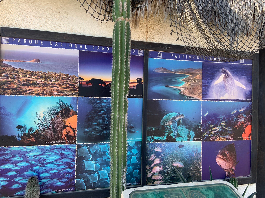 Cabo Pulmo Adventures-Cabo Pulmo必去景点