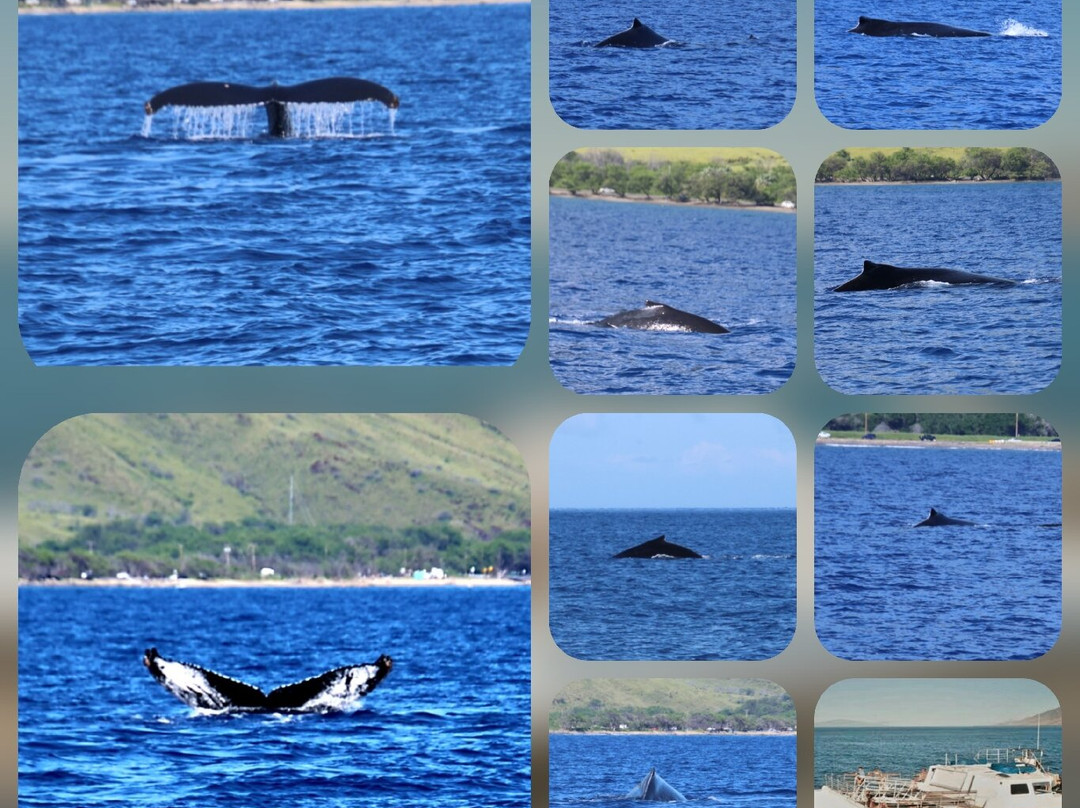 Malolo Molokini Snorkeling Tour-玛阿拉也亚必去景点
