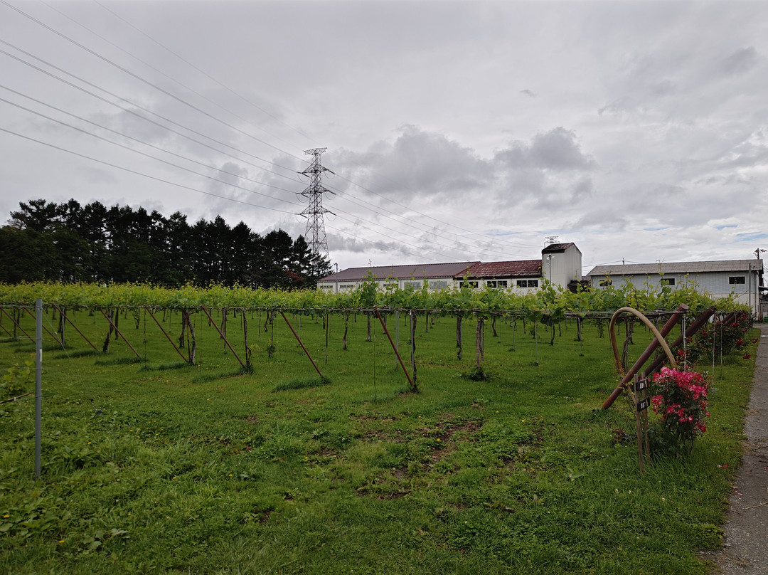 Goichi Wine-盐尻市必去景点