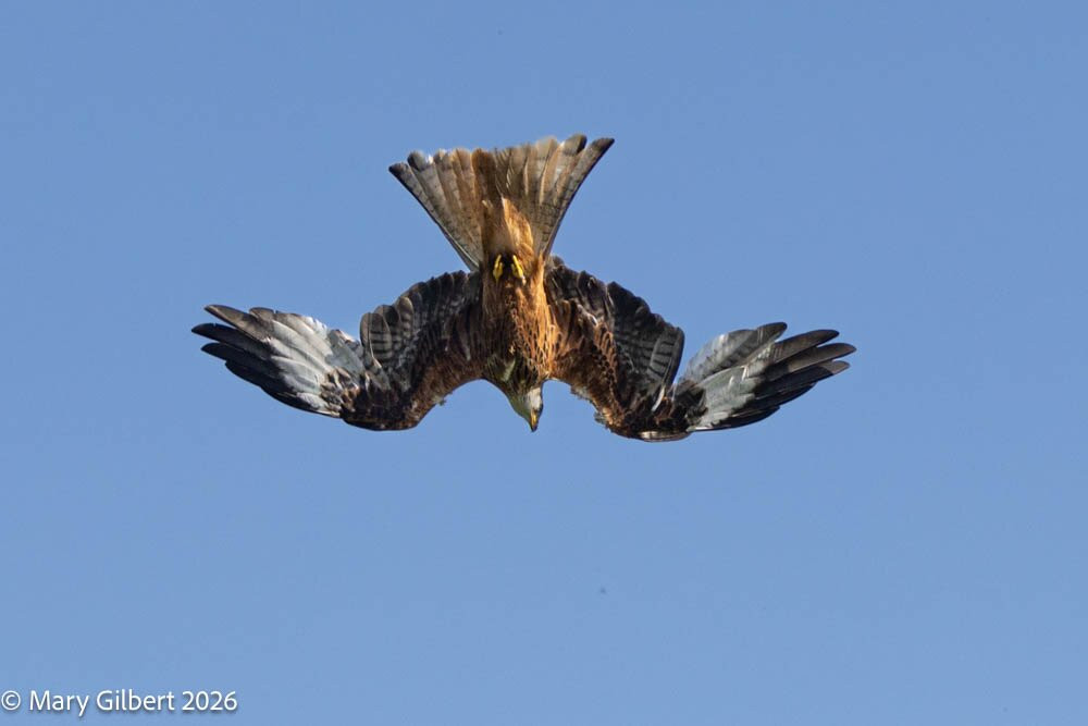 Argaty Red Kites-Doune必去景点
